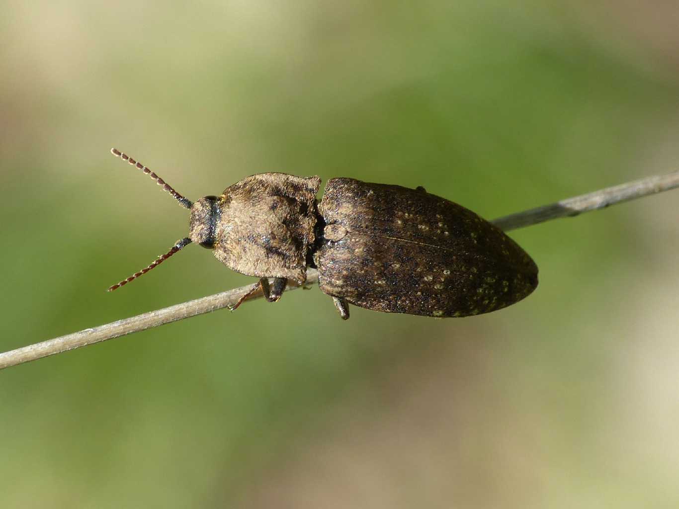 Elateridae: Agrypnus murinus